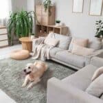 Does Your Dog Affect Your Homeowners Insurance Yes, Here’s How