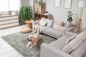 Does Your Dog Affect Your Homeowners Insurance Yes, Here’s How