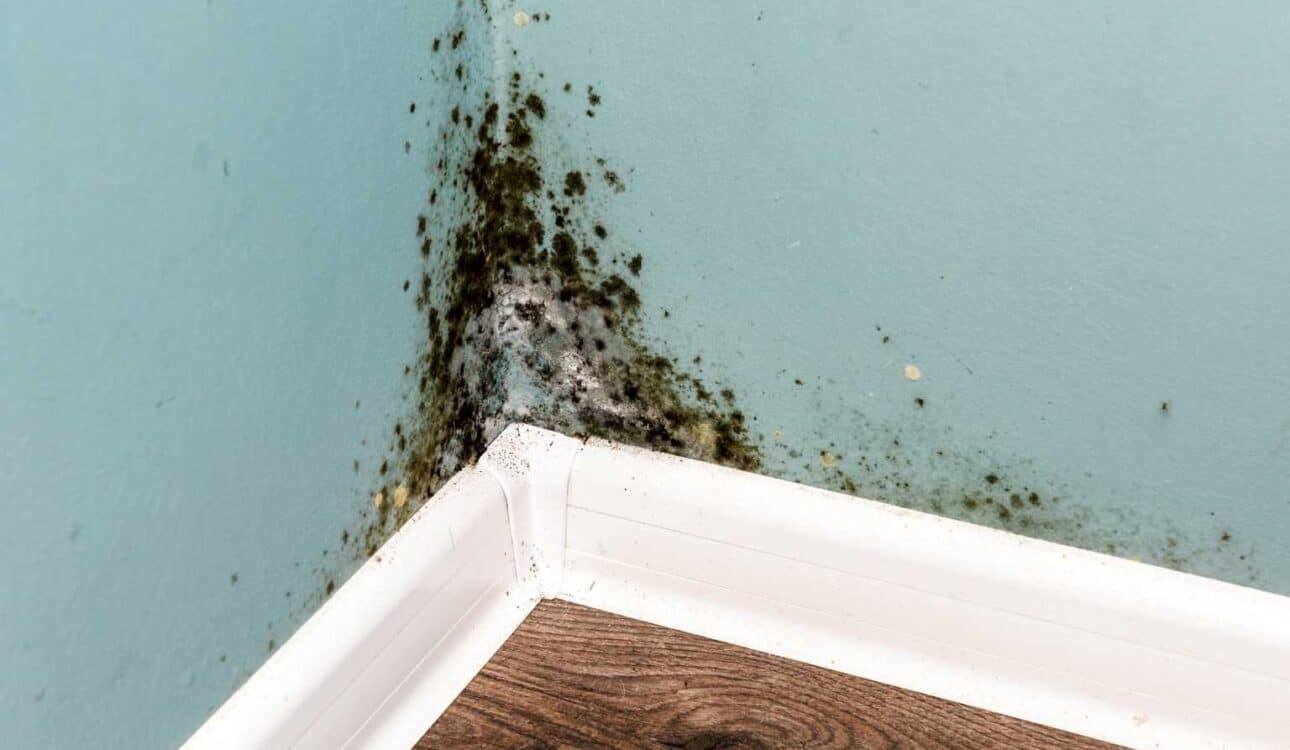 Does Home Insurance Cover Mold The Real Answer
