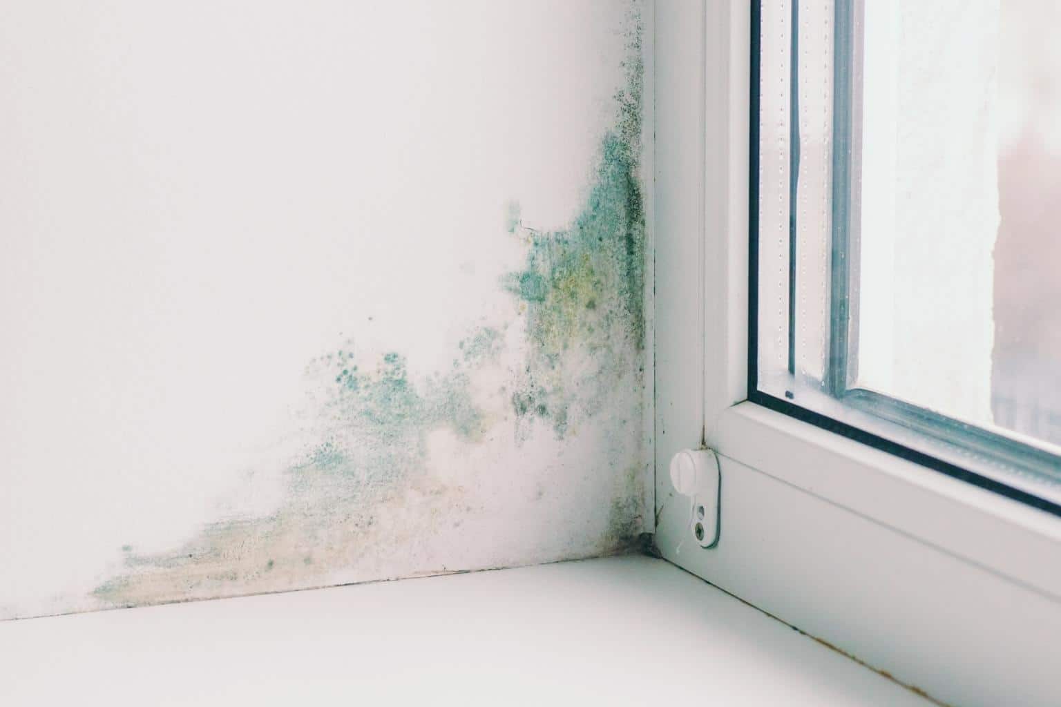 What Does Home Insurance Cover When It Comes To Mold